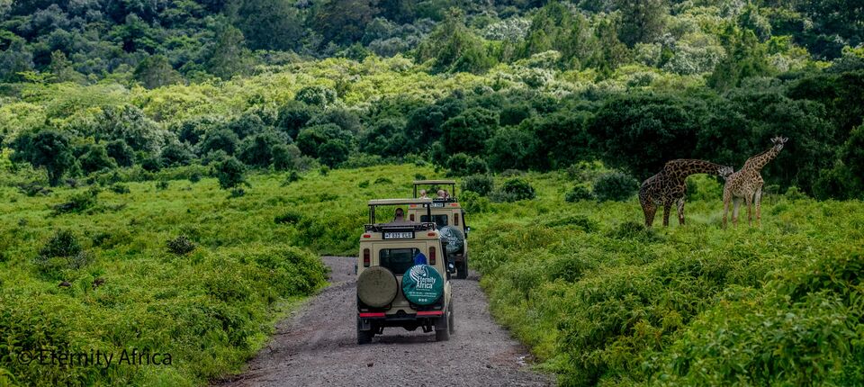 Eternity Africa safari vehicles approaching giraffes in northern Tanzania