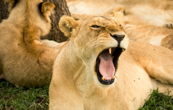 Safari Activities & Experiences